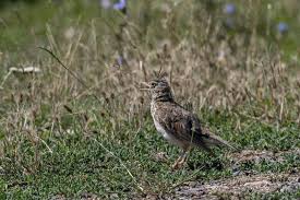Attēlu rezultāti vaicājumam “Galerida cristata adult”