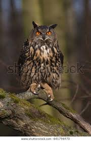 Attēlu rezultāti vaicājumam “Bubo bubo”