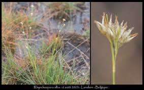Attēlu rezultāti vaicājumam “Rhynchospora alba fruit”