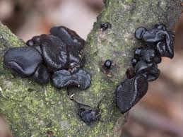 Attēlu rezultāti vaicājumam “Exidia truncata”