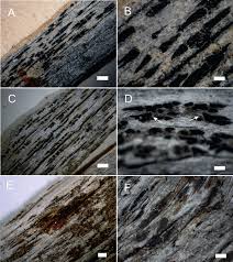 Attēlu rezultāti vaicājumam “Xylographa paralella”