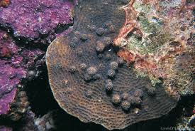 Attēlu rezultāti vaicājumam “Comatricha fragilis”