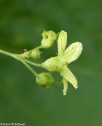 Attēlu rezultāti vaicājumam “Bryonia alba fruit”