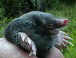 Attēlu rezultāti vaicājumam “Talpa europaea”