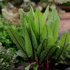 Image result for Rumex sanguineum
