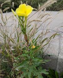 Attēlu rezultāti vaicājumam “Oenothera biennis fruit”