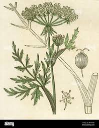 Attēlu rezultāti vaicājumam “Peucedanum palustre”