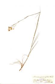 Attēlu rezultāti vaicājumam “Arenaria procera”