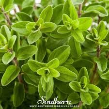 Image result for Origanum majorana