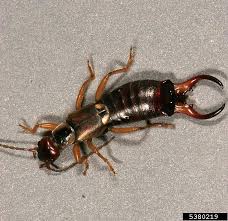 Attēlu rezultāti vaicājumam “Forficula auricularia”