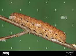 Attēlu rezultāti vaicājumam “Noctua fimbriata larva”