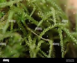 Attēlu rezultāti vaicājumam “Myurella julacea”