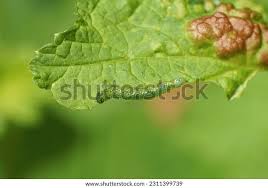 Attēlu rezultāti vaicājumam “Nematus ribesii larva”