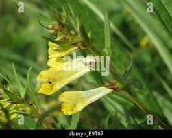 Attēlu rezultāti vaicājumam “Melampyrum pratense flower”