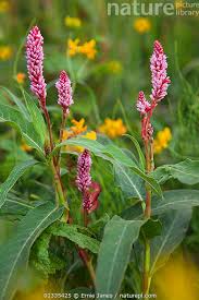 Attēlu rezultāti vaicājumam “Polygonum amphibium flower”