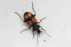 Attēlu rezultāti vaicājumam “Panagaeus cruxmajor”