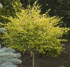 Attēlu rezultāti vaicājumam “Betula pubescens flower”