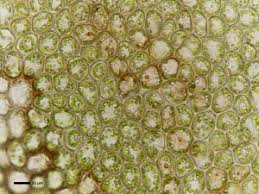 Attēlu rezultāti vaicājumam “Calypogeia suecica”