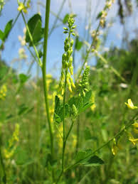 Attēlu rezultāti vaicājumam “Melilotus officinalis flower”