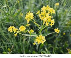 Attēlu rezultāti vaicājumam “Bunias orientalis flower”