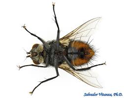 Attēlu rezultāti vaicājumam “Tachinidae”