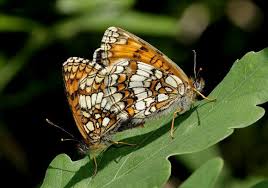 Attēlu rezultāti vaicājumam “Mellicta athalia underside”