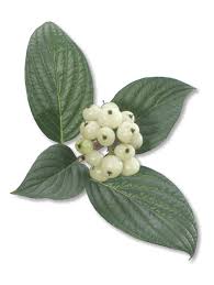 Attēlu rezultāti vaicājumam “Cornus sericea fruit”