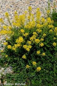 Attēlu rezultāti vaicājumam “Barbarea vulgaris subsp. arcuata flower”
