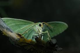 Attēlu rezultāti vaicājumam “Geometra papilionaria”