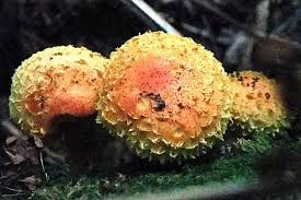 Attēlu rezultāti vaicājumam “Pholiota flammans”