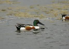 Attēlu rezultāti vaicājumam “Anas clypeata”