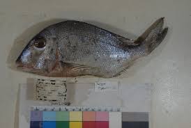 Image result for Calamus bajonado