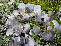 Attēlu rezultāti vaicājumam “Peltigera canina”