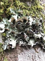 Attēlu rezultāti vaicājumam “Cetrelia sp.”