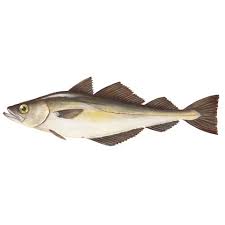 Image result for Pollachius pollachius