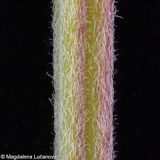 Attēlu rezultāti vaicājumam “Epilobium roseum”