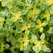 Attēlu rezultāti vaicājumam “Thymus pulegioides leaf”