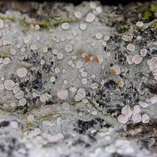 Attēlu rezultāti vaicājumam “Lecanora albella”