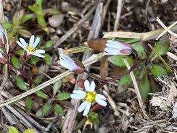 Attēlu rezultāti vaicājumam “Erophila verna flower”