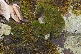 Attēlu rezultāti vaicājumam “Hedwigia ciliata”