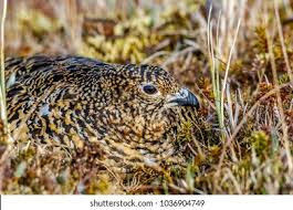 Attēlu rezultāti vaicājumam “Lagopus lagopus female”