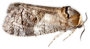 Attēlu rezultāti vaicājumam “Cossus cossus”