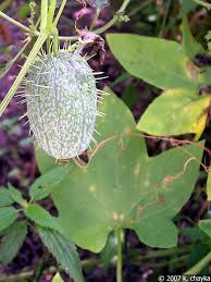 Attēlu rezultāti vaicājumam “Echinocystis lobata fruit”
