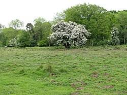 Attēlu rezultāti vaicājumam “Malus sylvestris”