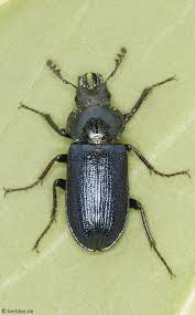 Attēlu rezultāti vaicājumam “Lucanidae”