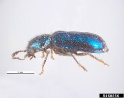 Attēlu rezultāti vaicājumam “Necrobia violacea”