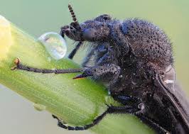 Attēlu rezultāti vaicājumam “Bibionidae female”