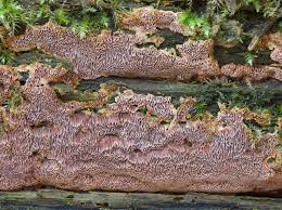 Attēlu rezultāti vaicājumam “Junghuhnia collabens”