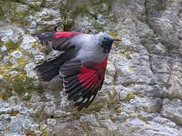 Image result for Tichodroma muraria