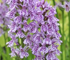 Attēlu rezultāti vaicājumam “Dactylorhiza cruenta flower”